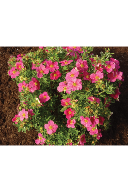 Лапчатка кущова Белліссіма рясне цвітіння